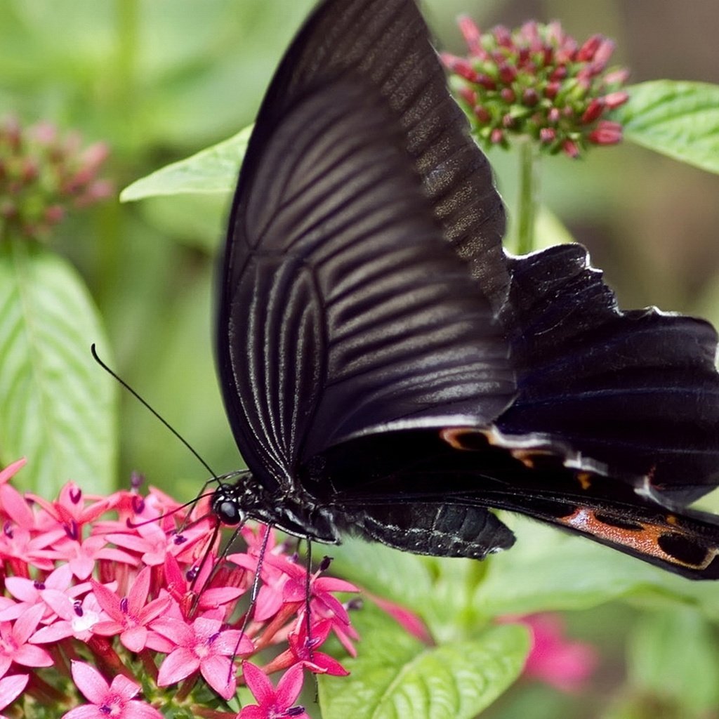 Обои цветы, насекомое, бабочка, крылья, flowers, insect, butterfly, wings разрешение 1920x1080 Загрузить
