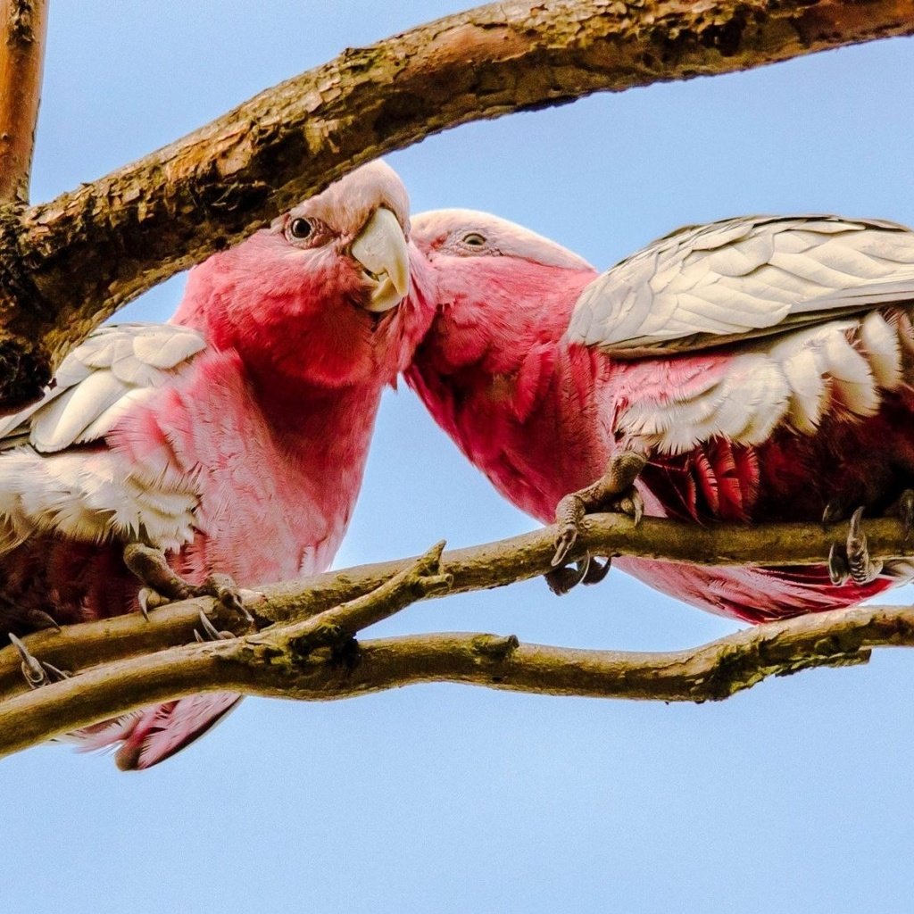 Обои птицы, клюв, попугаи, какаду, розовый какаду, birds, beak, parrots, cockatoo разрешение 1920x1080 Загрузить