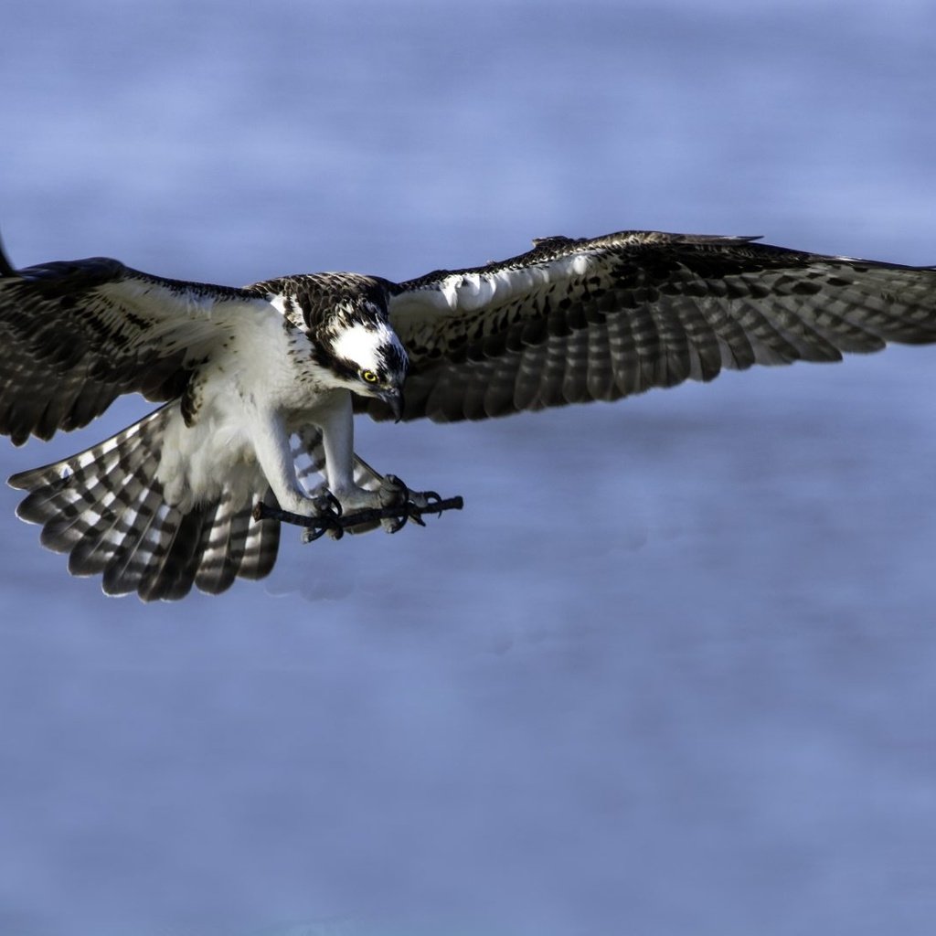 Обои полет, скопа, хищная птица, flight, osprey, bird of prey разрешение 1920x1080 Загрузить