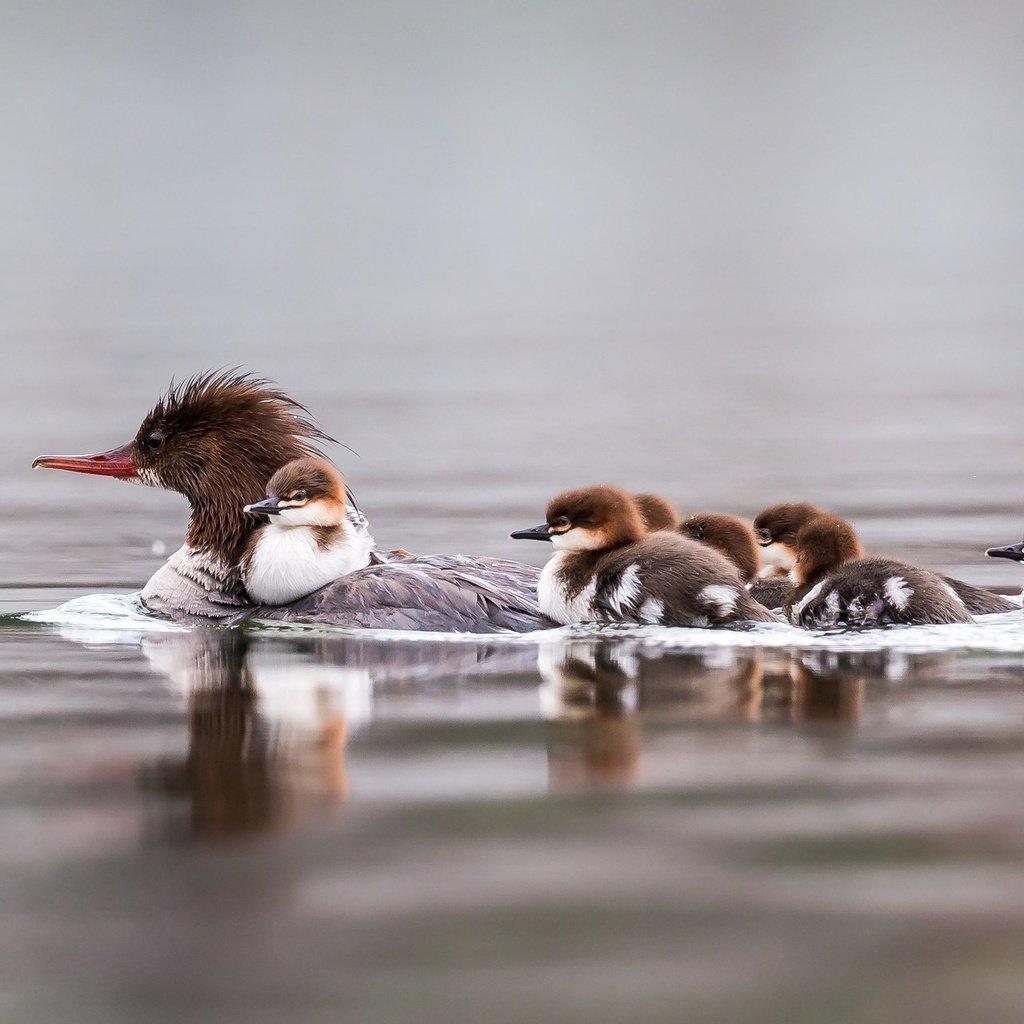 Обои вода, птицы, семья, утята, плавание, утка, крохаль, water, birds, family, ducklings, swimming, duck разрешение 2048x1280 Загрузить