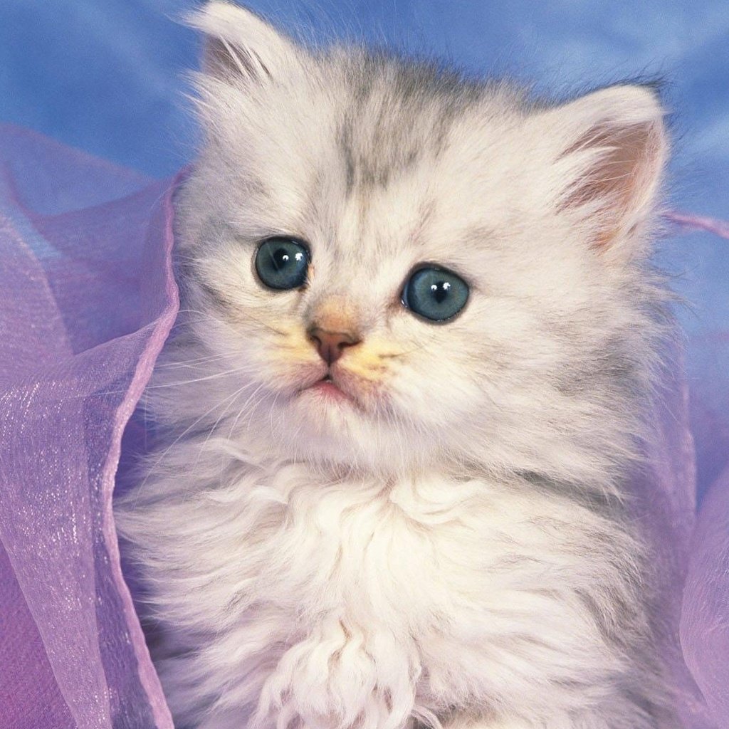 Обои котенок, белый, милый, котёнка, kitty, white, cute, kitten разрешение 1920x1080 Загрузить