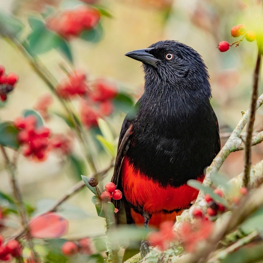 Обои ветки, птица, ягоды, плоды, яркая, трупиал, красно-черная, branches, bird, berries, fruit, bright, trupial разрешение 2048x1365 Загрузить