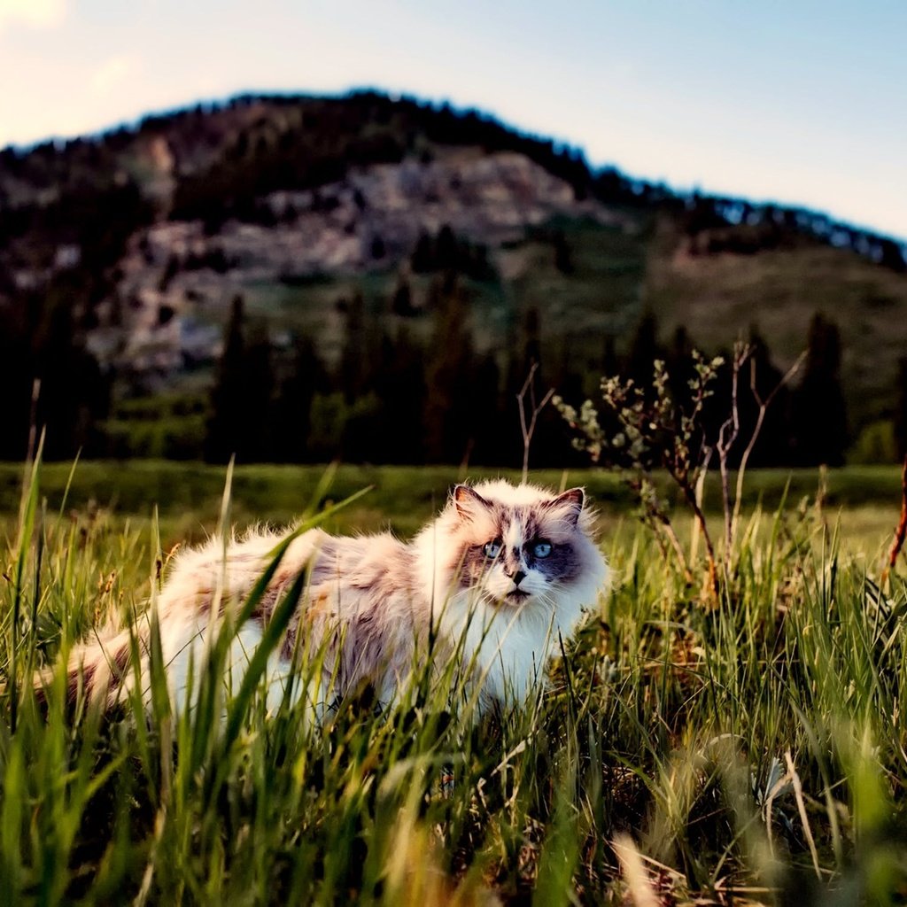 Обои трава, кот, кошка, пушистый, прогулка, grass, cat, fluffy, walk разрешение 2251x1500 Загрузить