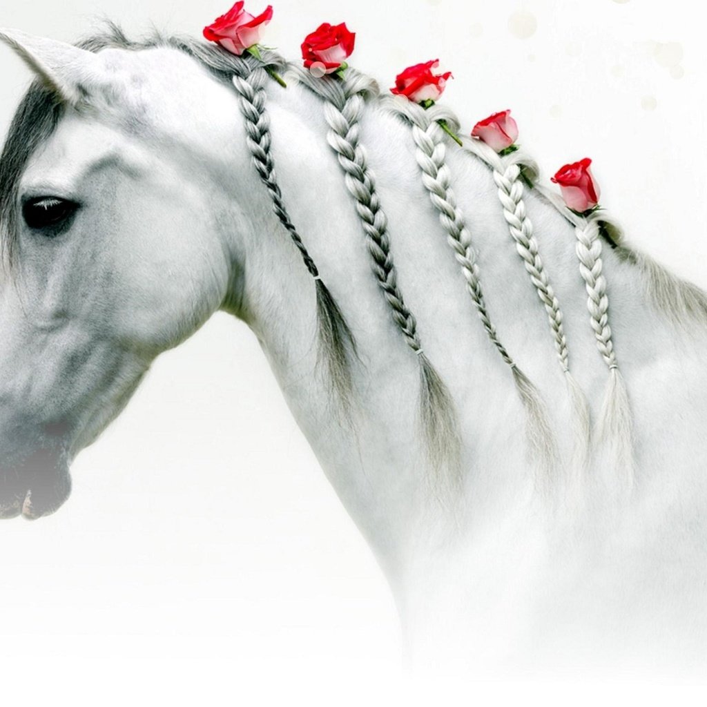 Обои цветы, лошадь, розы, белая, голова, косички, flowers, horse, roses, white, head, braids разрешение 1920x1209 Загрузить