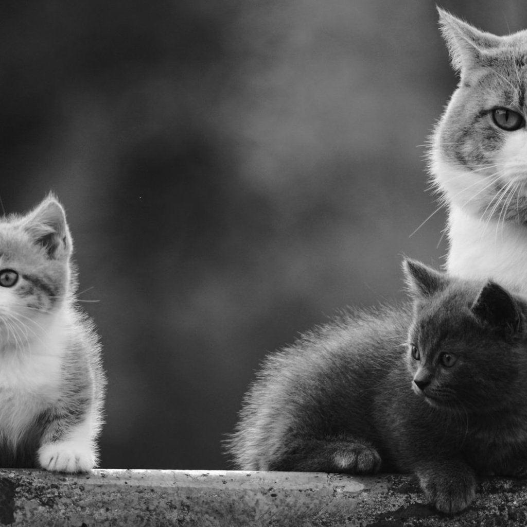 Обои кошка, чёрно-белое, котенок, кошки, малыши, котята, cat, black and white, kitty, cats, kids, kittens разрешение 1920x1080 Загрузить