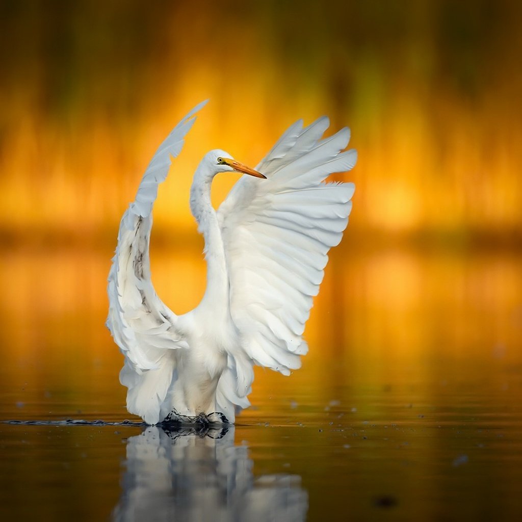 Обои крылья, птица, клюв, белая, цапля, wings, bird, beak, white, heron разрешение 2048x1366 Загрузить