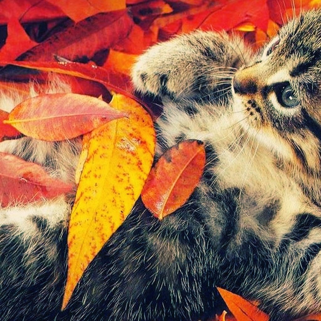 Привет, осень кот
