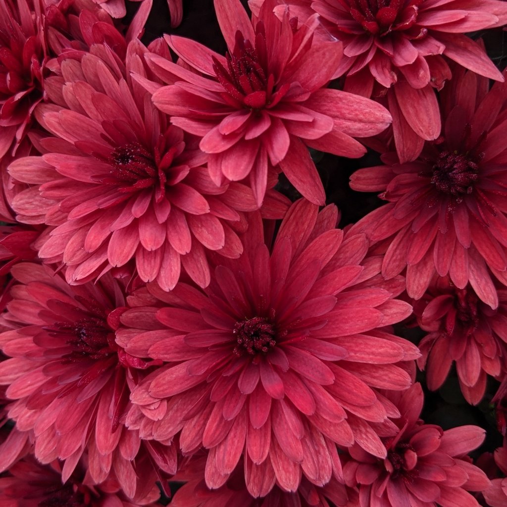 Обои цветы, лепестки, розовые, хризантемы, flowers, petals, pink, chrysanthemum разрешение 2560x1440 Загрузить