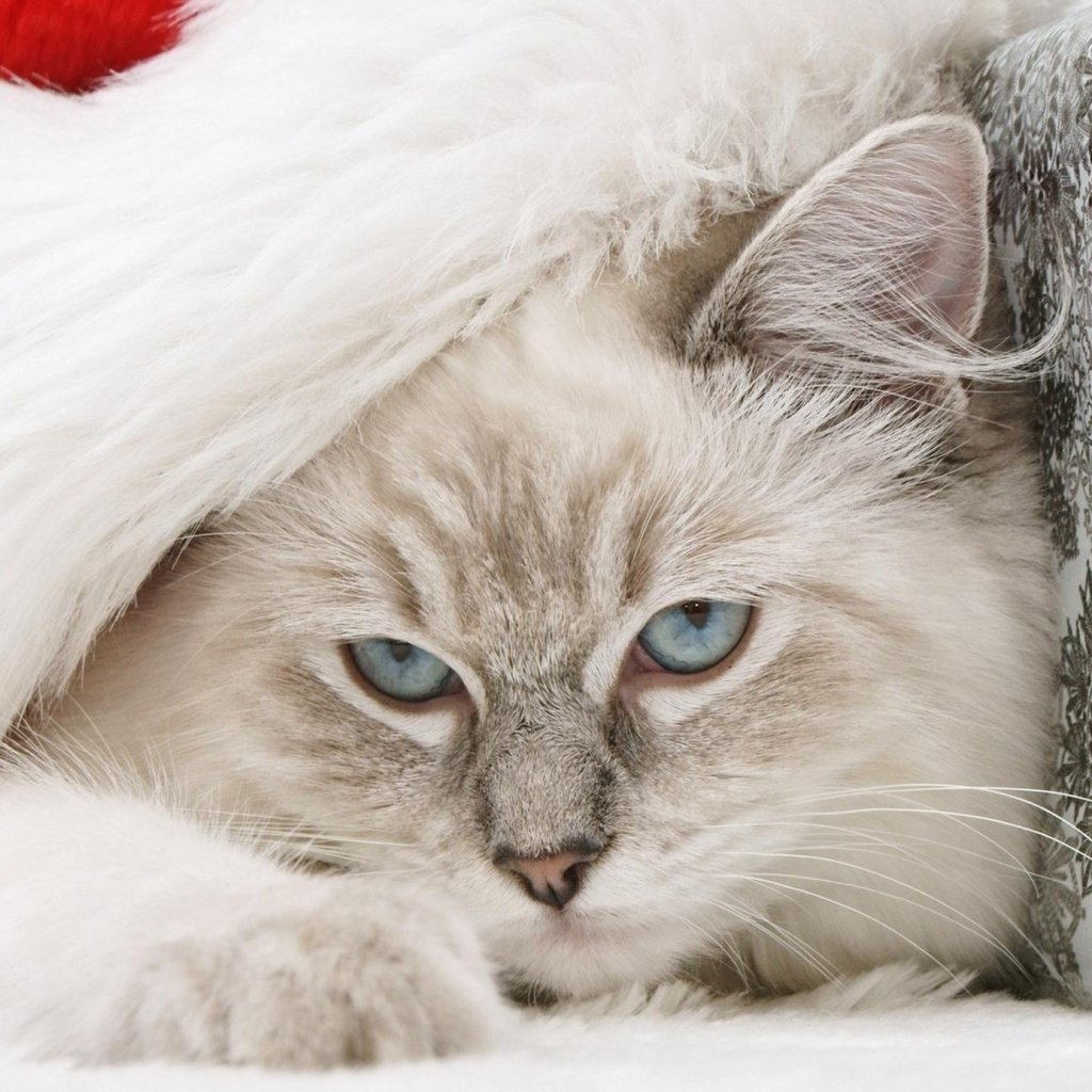 Обои кот, мордочка, кошка, взгляд, голубые глаза, cat, muzzle, look, blue eyes разрешение 1920x1080 Загрузить
