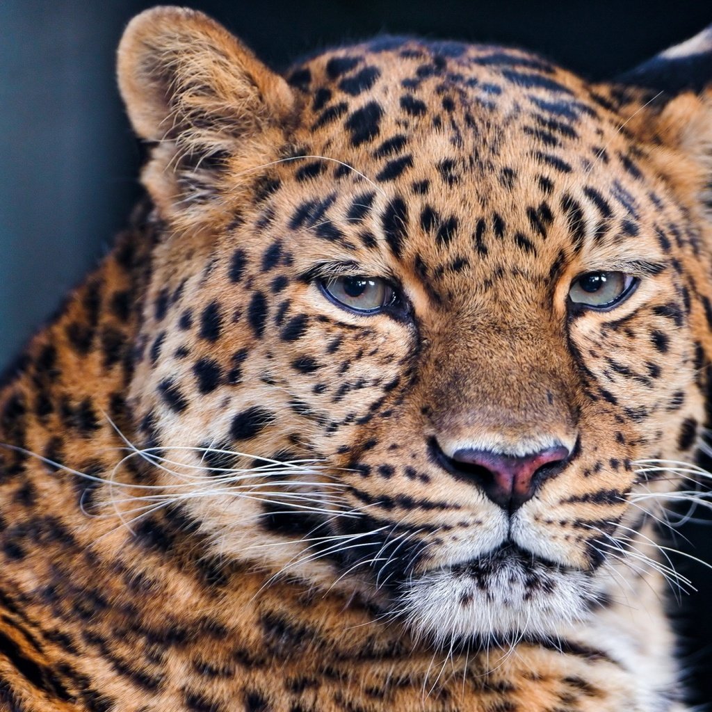 Обои морда, усы, лежит, леопард, хищник, большая кошка, face, mustache, lies, leopard, predator, big cat разрешение 1920x1080 Загрузить