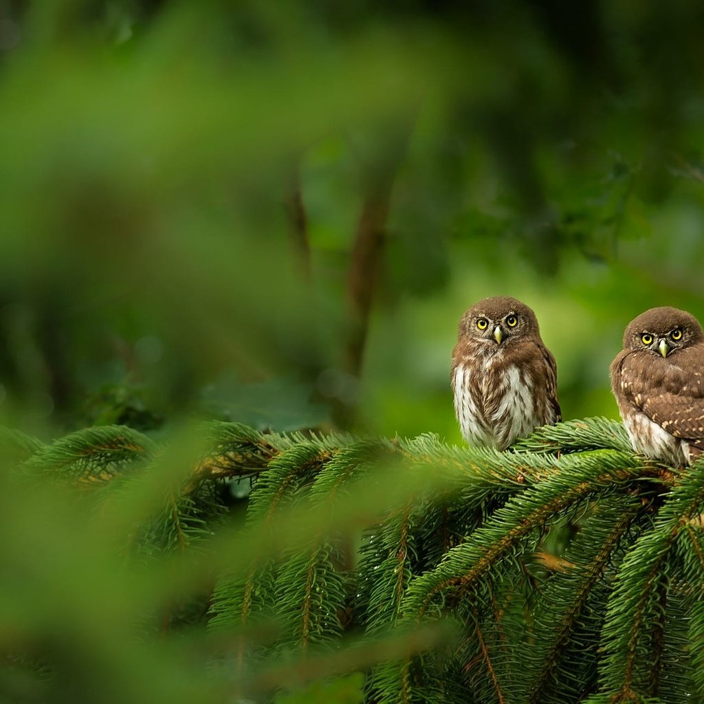 Обои сова, сыч, дерево, хвоя, ветки, взгляд, птицы, боке, совы, owl, tree, needles, branches, look, birds, bokeh, owls разрешение 2000x1301 Загрузить