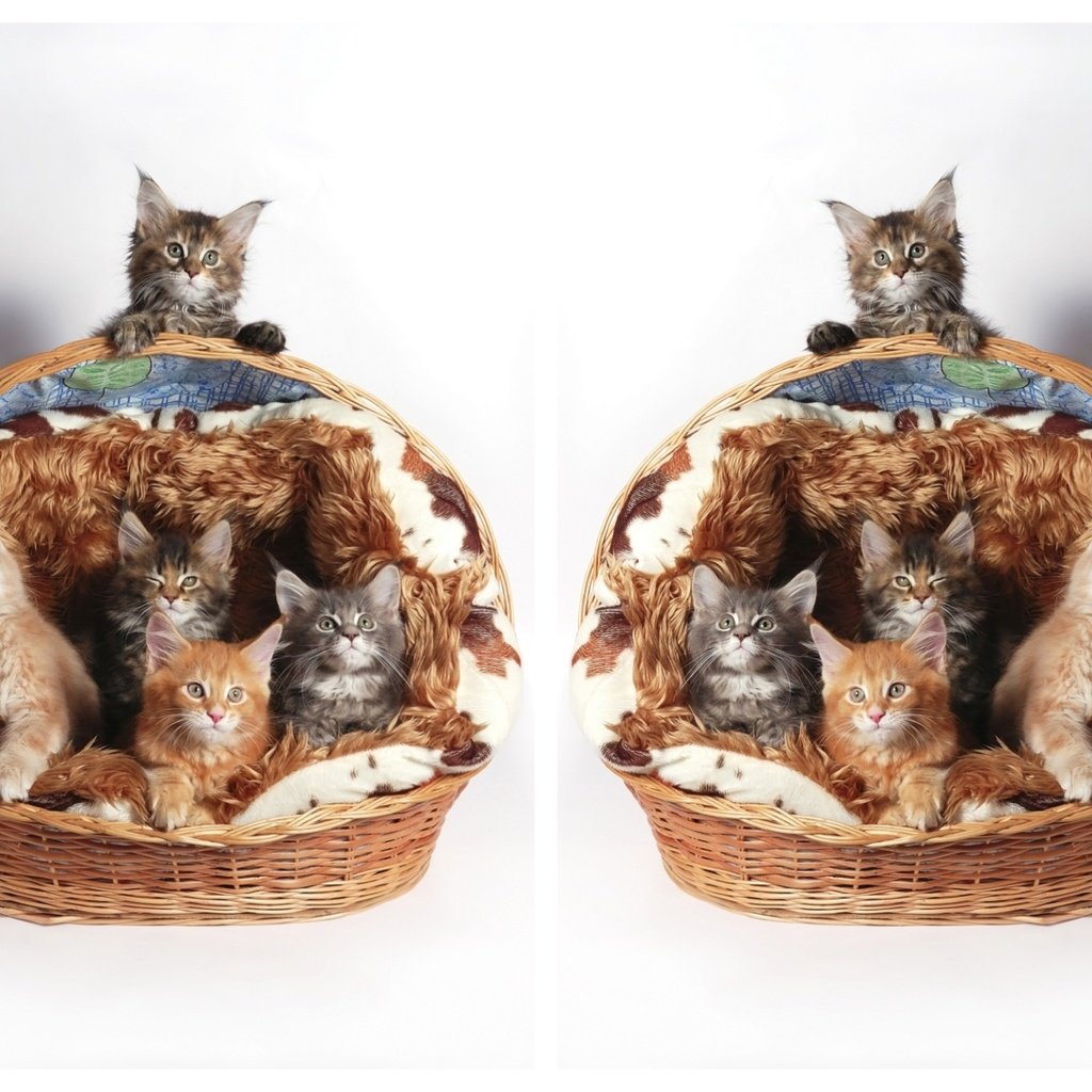 Обои кошки, котята, корзинка, мейн-кун, cats, kittens, basket, maine coon разрешение 2000x1440 Загрузить