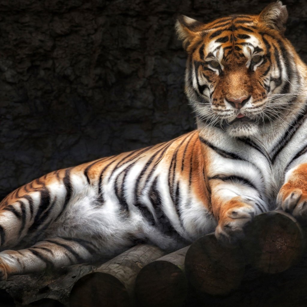 Обои тигр, лежит, хищник, tiger, lies, predator разрешение 1920x1080 Загрузить