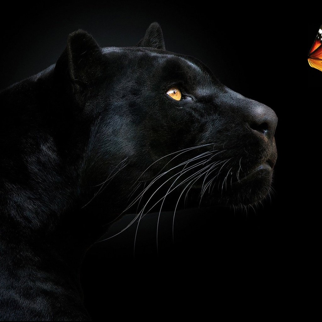 Обои морда, взгляд, бабочка, хищник, черный фон, пантера, чёрная пантера, face, look, butterfly, predator, black background, panther, black panther разрешение 1920x1080 Загрузить