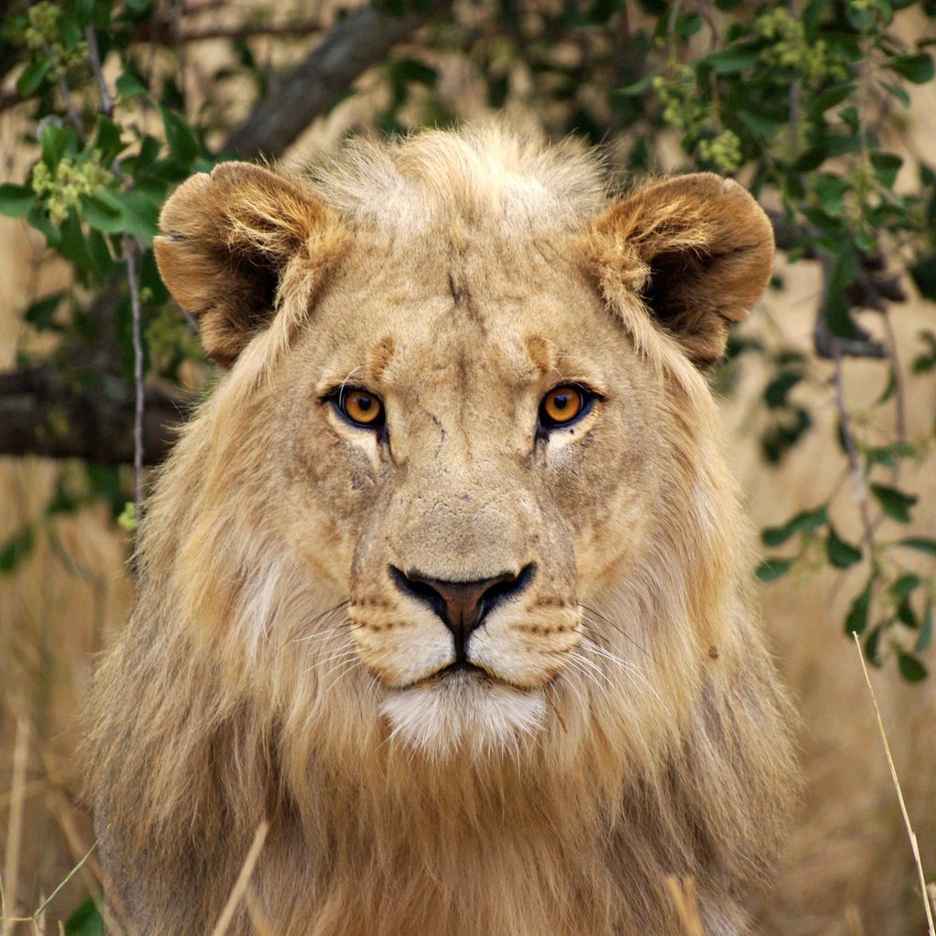 Обои морда, портрет, взгляд, хищник, большая кошка, лев, face, portrait, look, predator, big cat, leo разрешение 3872x2592 Загрузить
