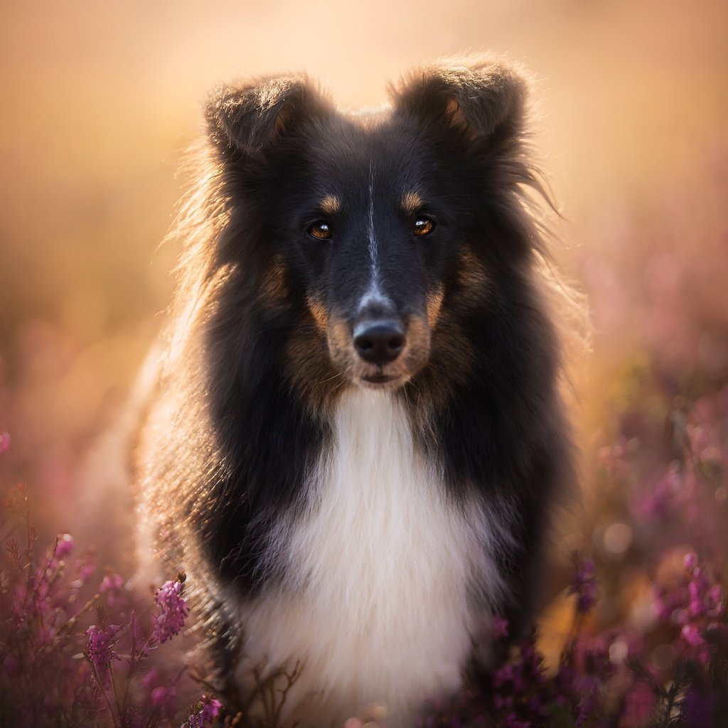 Обои цветы, мордочка, взгляд, собака, друг, шелти, шетландская овчарка, flowers, muzzle, look, dog, each, sheltie, shetland sheepdog разрешение 2048x1366 Загрузить