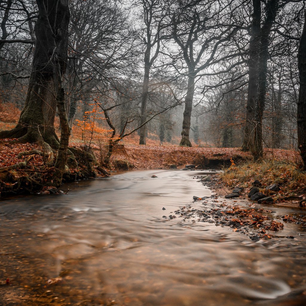 Обои река, лес, ручей, осень, river, forest, stream, autumn разрешение 2112x1188 Загрузить