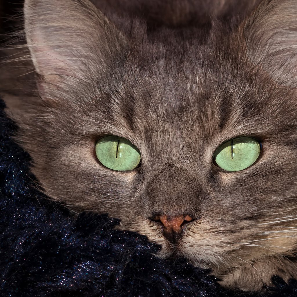 Обои портрет, кот, мордочка, кошка, взгляд, portrait, cat, muzzle, look разрешение 2112x1188 Загрузить