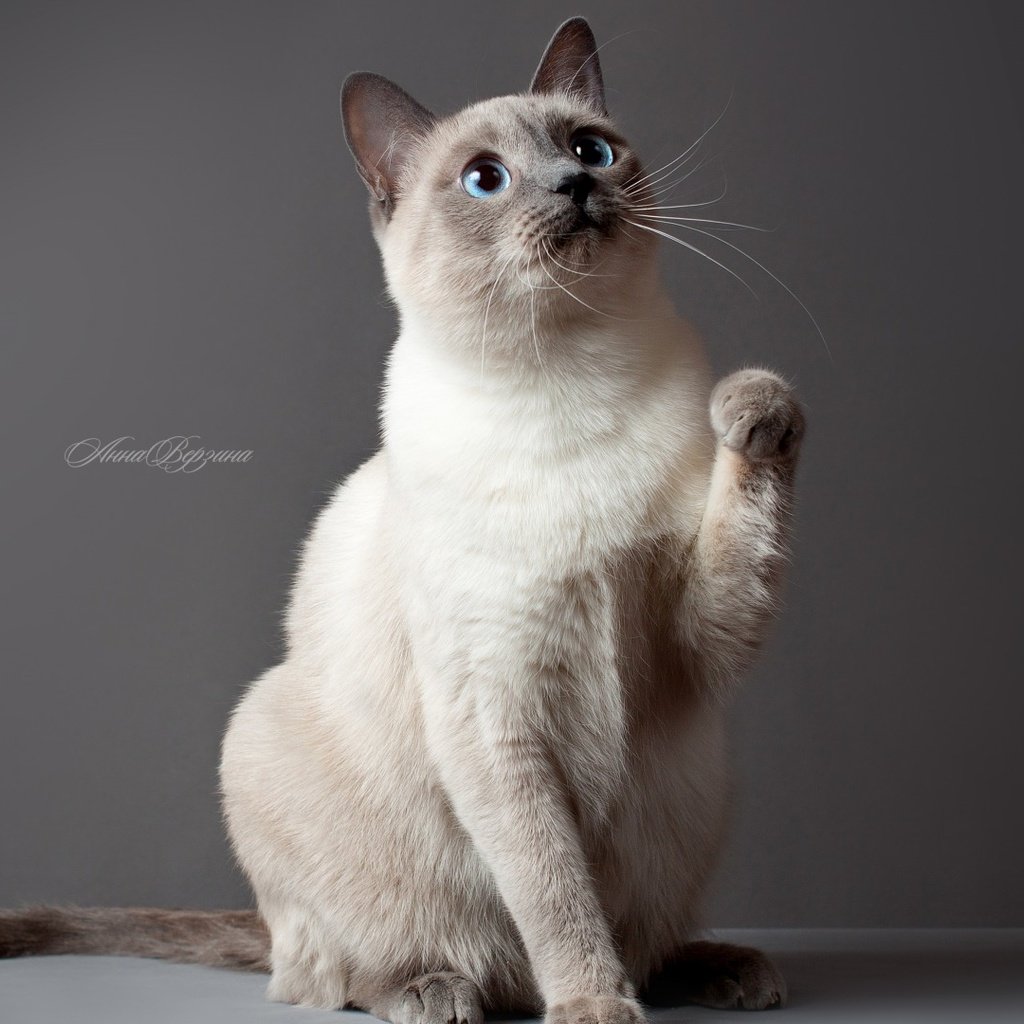 Обои глаза, обои, кот, кошка, серый фон, тайский кот, тайская кошка, eyes, wallpaper, cat, grey background разрешение 1920x1080 Загрузить