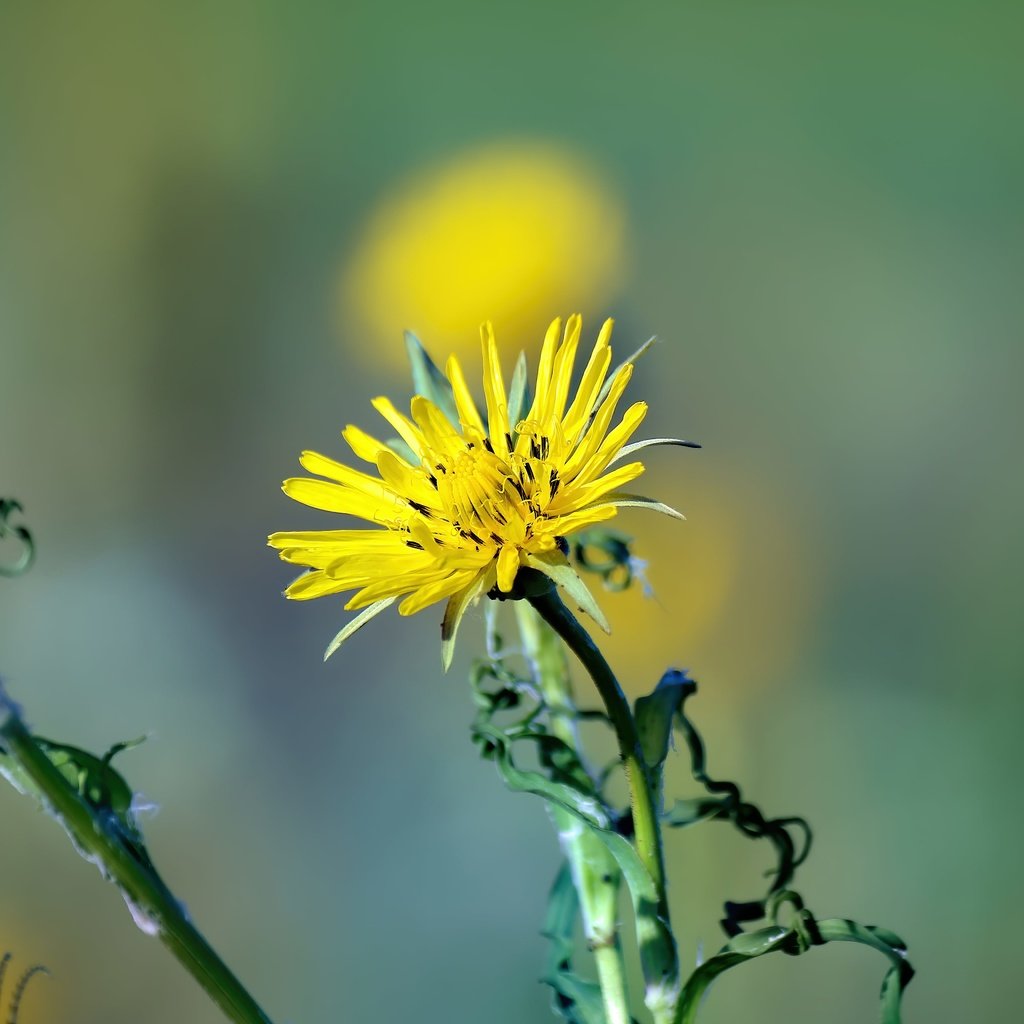 Обои цветок, лето, лепестки, flower, summer, petals разрешение 5184x3456 Загрузить