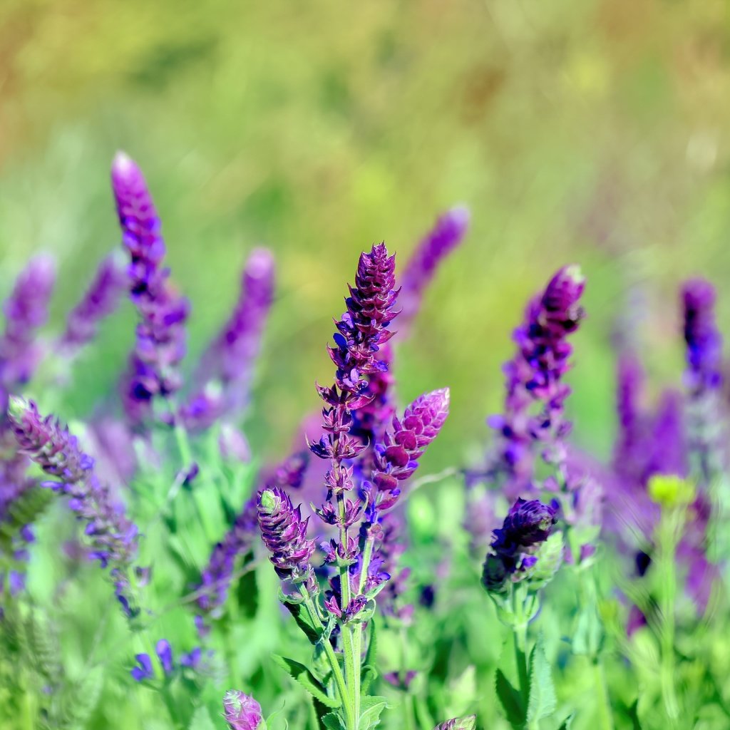 Обои цветы, трава, лето, стебли, шалфей, flowers, grass, summer, stems, sage разрешение 5184x3456 Загрузить