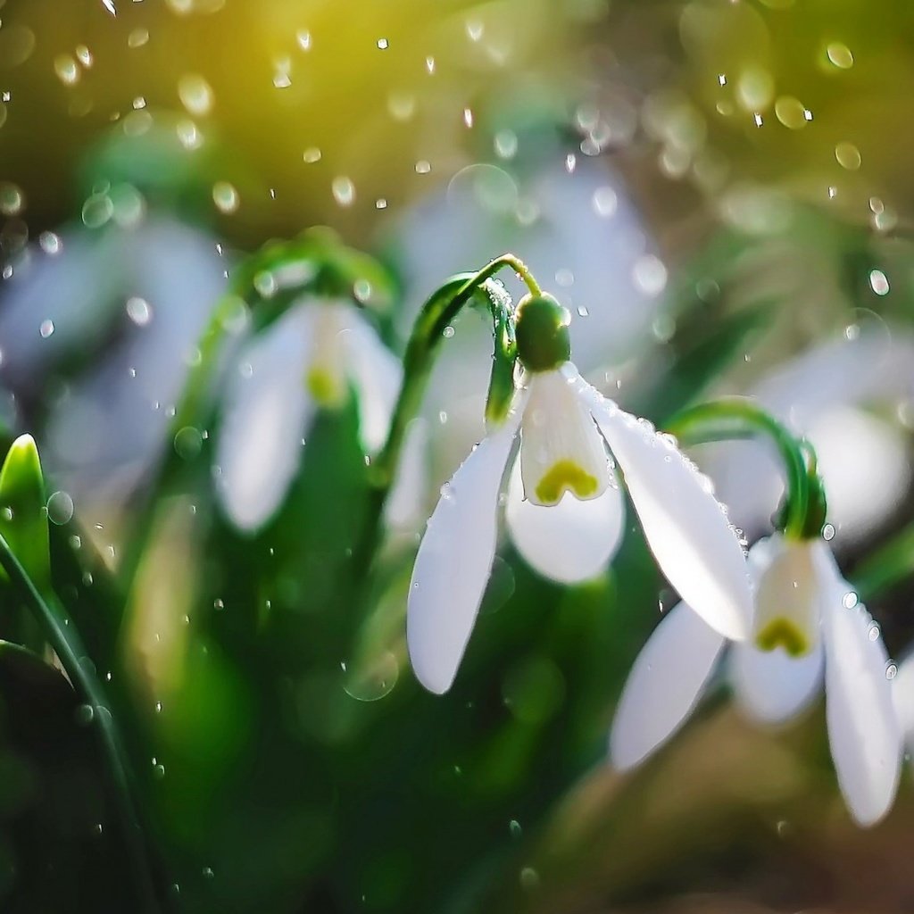 Обои цветы, лепестки, дождь, белые, подснежники, flowers, petals, rain, white, snowdrops разрешение 1920x1080 Загрузить