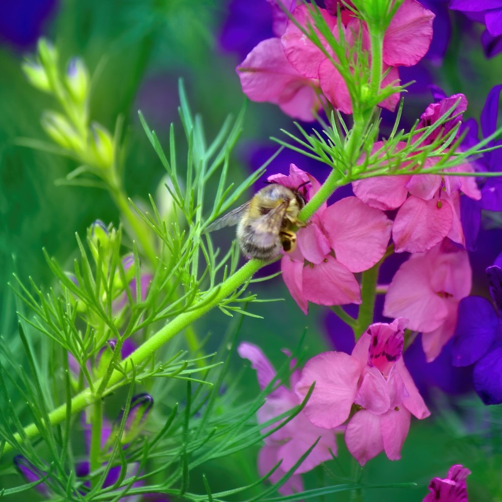 Обои насекомое, цветок, стебель, пчела, дельфиниум, insect, flower, stem, bee, delphinium разрешение 5184x3456 Загрузить