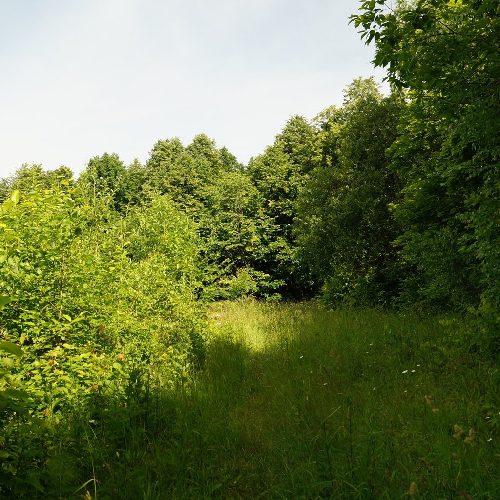 Обои трава, деревья, природа, лето, grass, trees, nature, summer разрешение 3840x2160 Загрузить