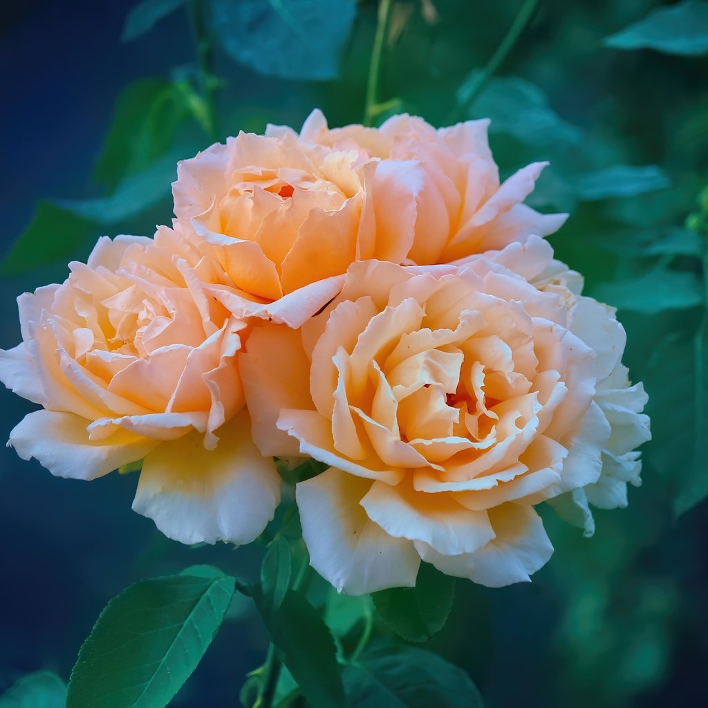 Обои цветы, розы, оранжевые, flowers, roses, orange разрешение 5184x3456 Загрузить