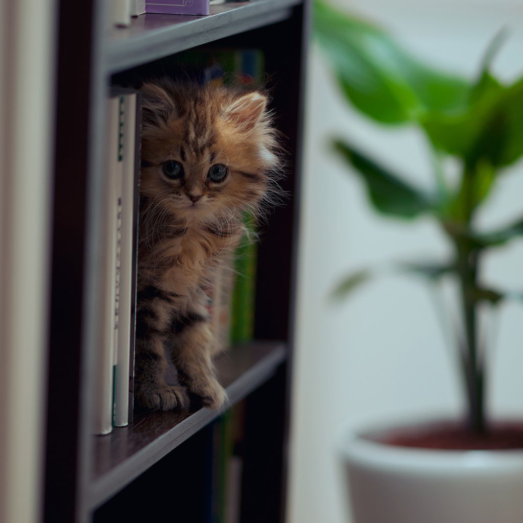 Обои кошка, книги, ben torode, дейзи, cat, books, daisy разрешение 2048x1414 Загрузить