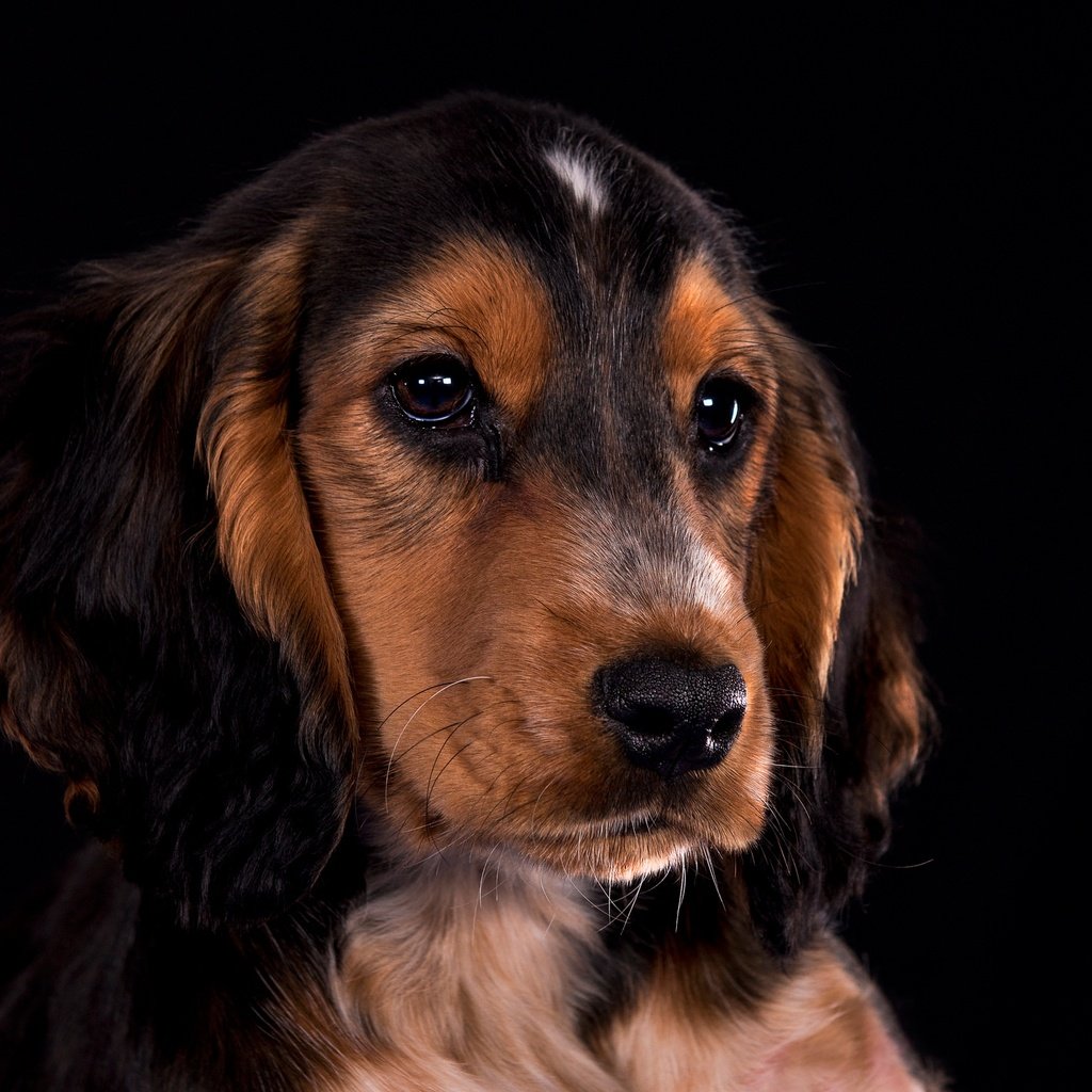 Обои портрет, взгляд, собака, щенок, мордашка, кокер-спаниель, portrait, look, dog, puppy, face, cocker spaniel разрешение 2048x1432 Загрузить