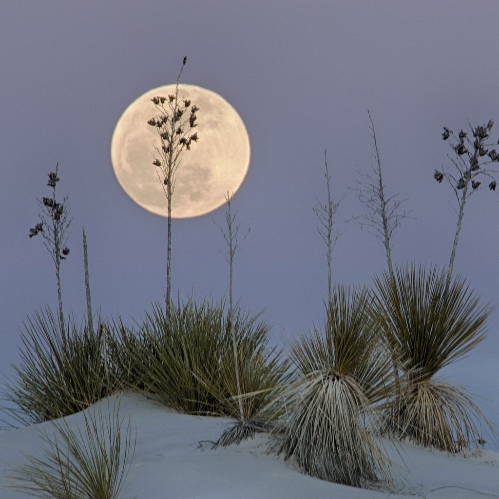 Обои пустыня, луна, сша, нью-мексико, белый песок, white sands national monume, desert, the moon, usa, new mexico, white sand разрешение 2047x1497 Загрузить