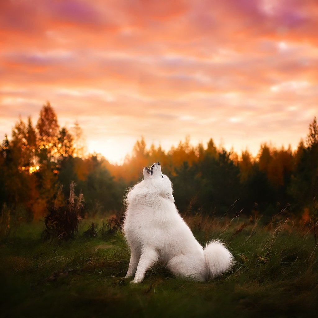 Обои природа, закат, собака, друг, самоед, самоедская лайка, nature, sunset, dog, each, samoyed, samoyed husky разрешение 2048x1365 Загрузить