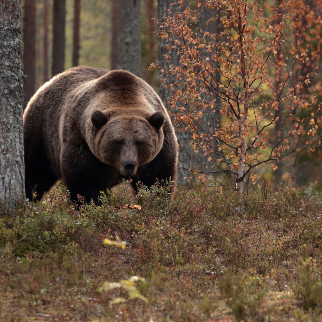 Обои деревья, лес, осень, медведь, топтыгин, trees, forest, autumn, bear разрешение 2112x1188 Загрузить