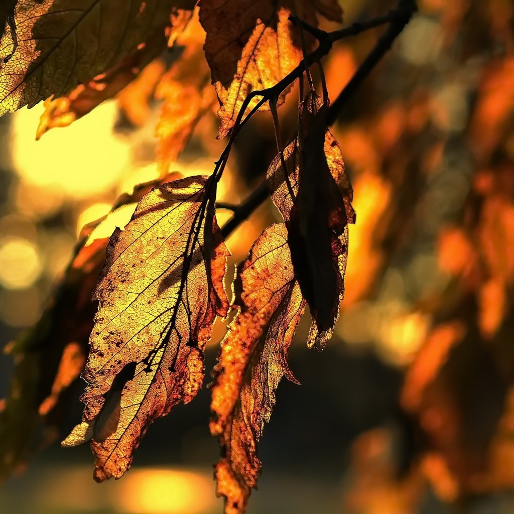 Обои природа, листья, осень, nature, leaves, autumn разрешение 2048x1367 Загрузить