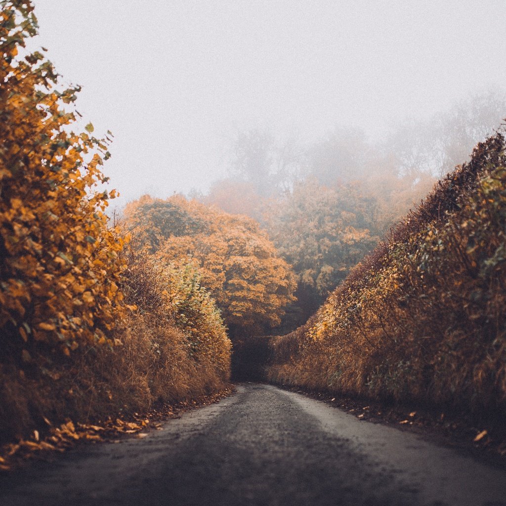 Обои дорога, лес, листья, пейзаж, туман, осень, road, forest, leaves, landscape, fog, autumn разрешение 5469x3646 Загрузить
