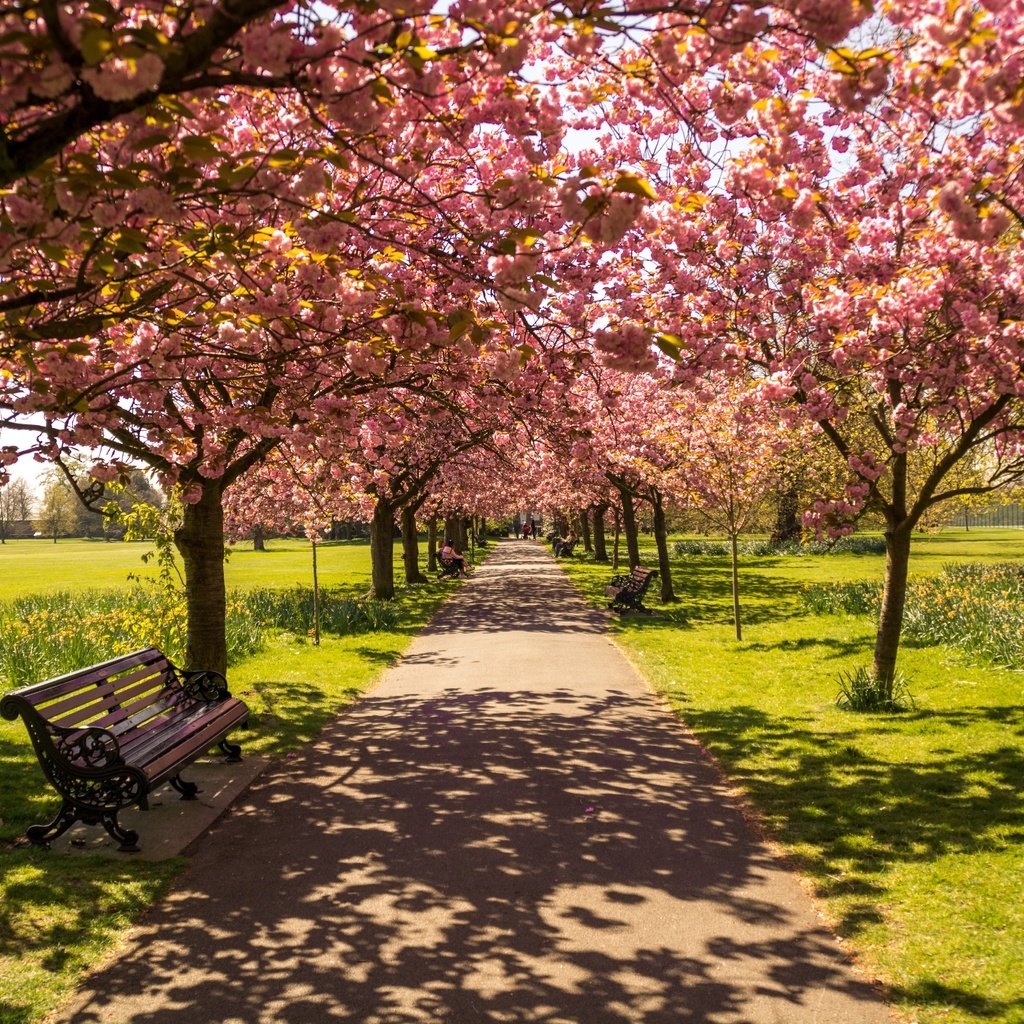 Обои цветение, парк, тень, весна, скамейка, солнечный свет, flowering, park, shadow, spring, bench, sunlight разрешение 6000x4000 Загрузить