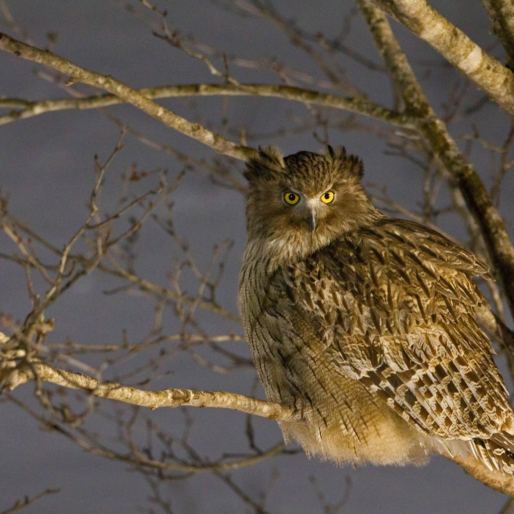 Обои япония, птица, japan, bird разрешение 4458x2508 Загрузить