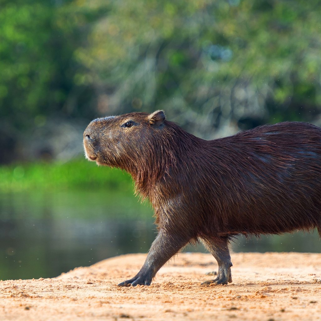 Обои берег, водоем, профиль, прогулка, капибара, shore, pond, profile, walk, the capybara разрешение 3840x2556 Загрузить