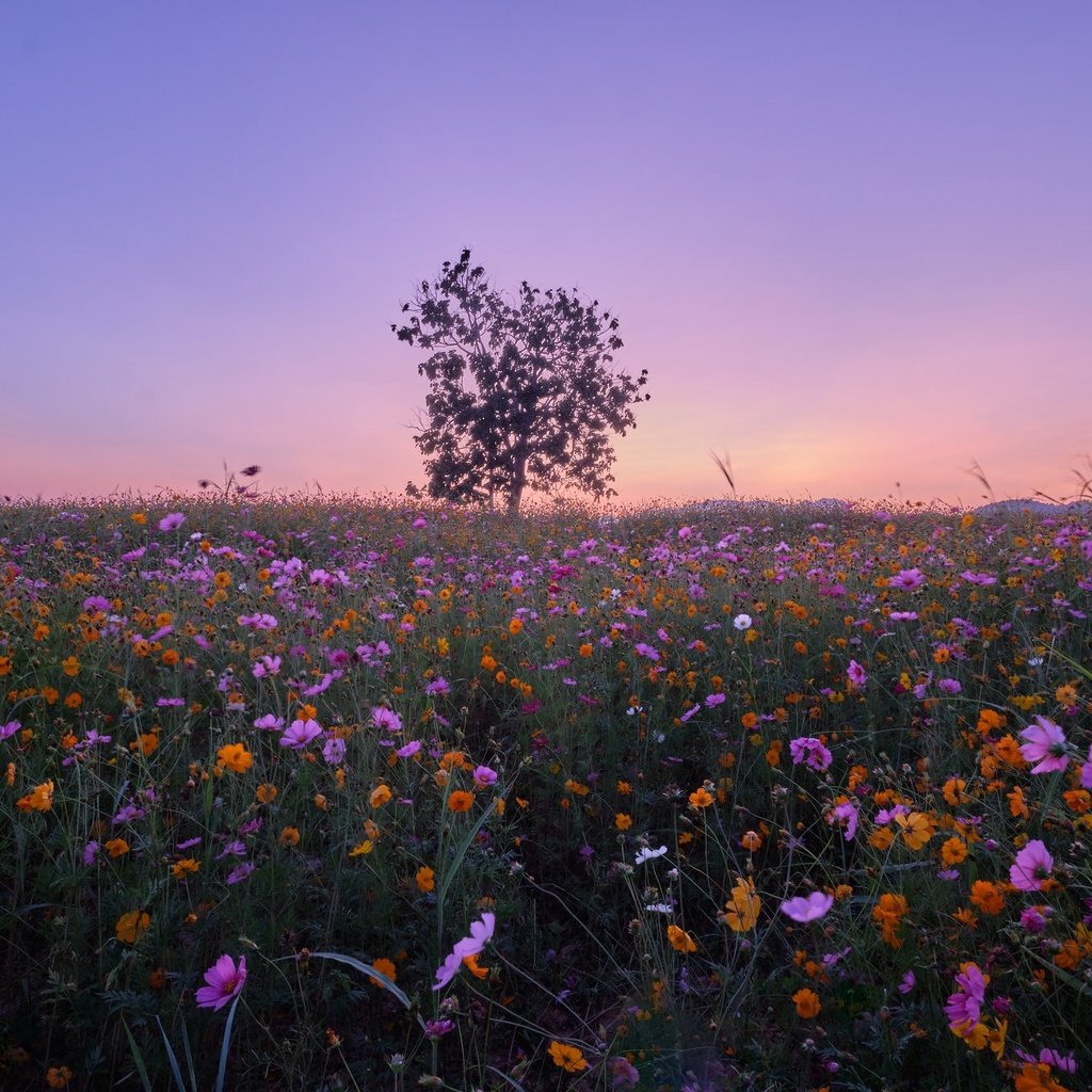 Обои цветы, дерево, луг, тайланд, космея, flowers, tree, meadow, thailand, kosmeya разрешение 2048x1365 Загрузить