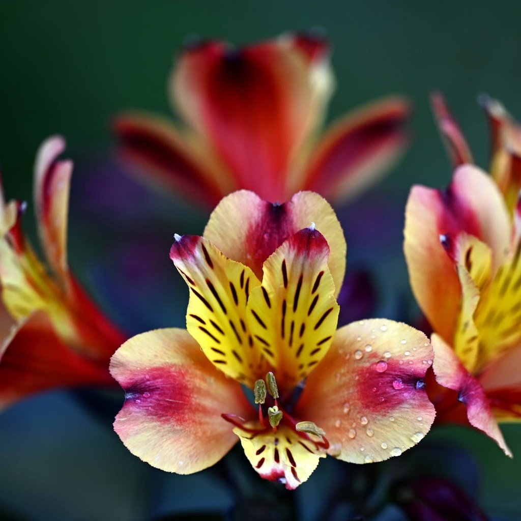 Обои цветы, капли, яркие, боке, альстромерия, flowers, drops, bright, bokeh, alstroemeria разрешение 2000x1198 Загрузить