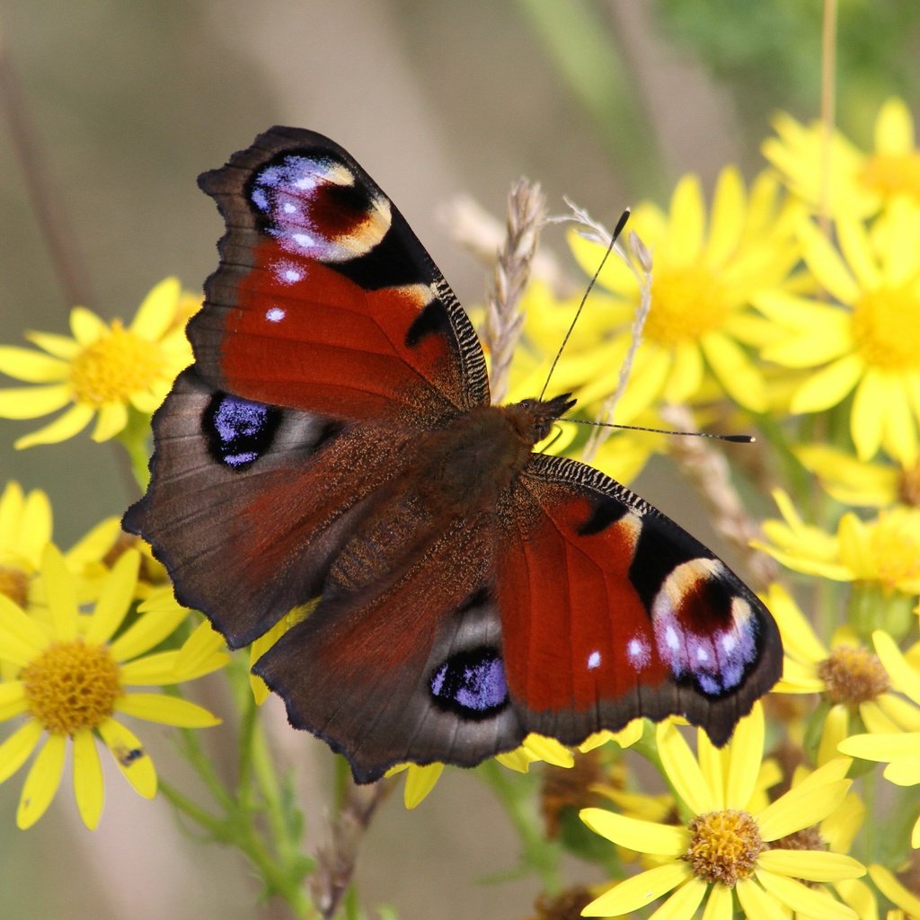 Обои цветы, природа, макро, насекомое, бабочка, желтые, боке, flowers, nature, macro, insect, butterfly, yellow, bokeh разрешение 3840x2160 Загрузить