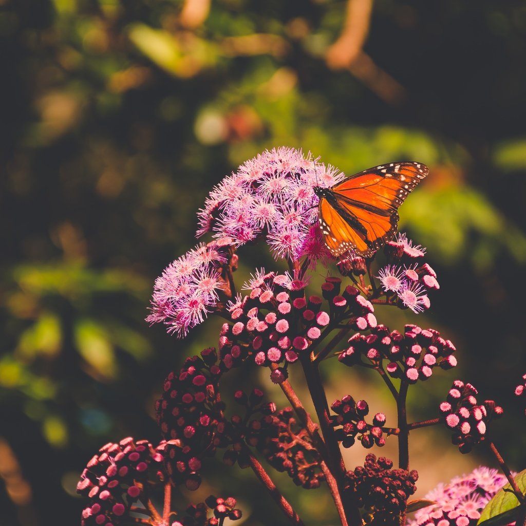 Обои цветы, природа, макро, насекомое, лето, бабочка, боке, flowers, nature, macro, insect, summer, butterfly, bokeh разрешение 4800x3200 Загрузить