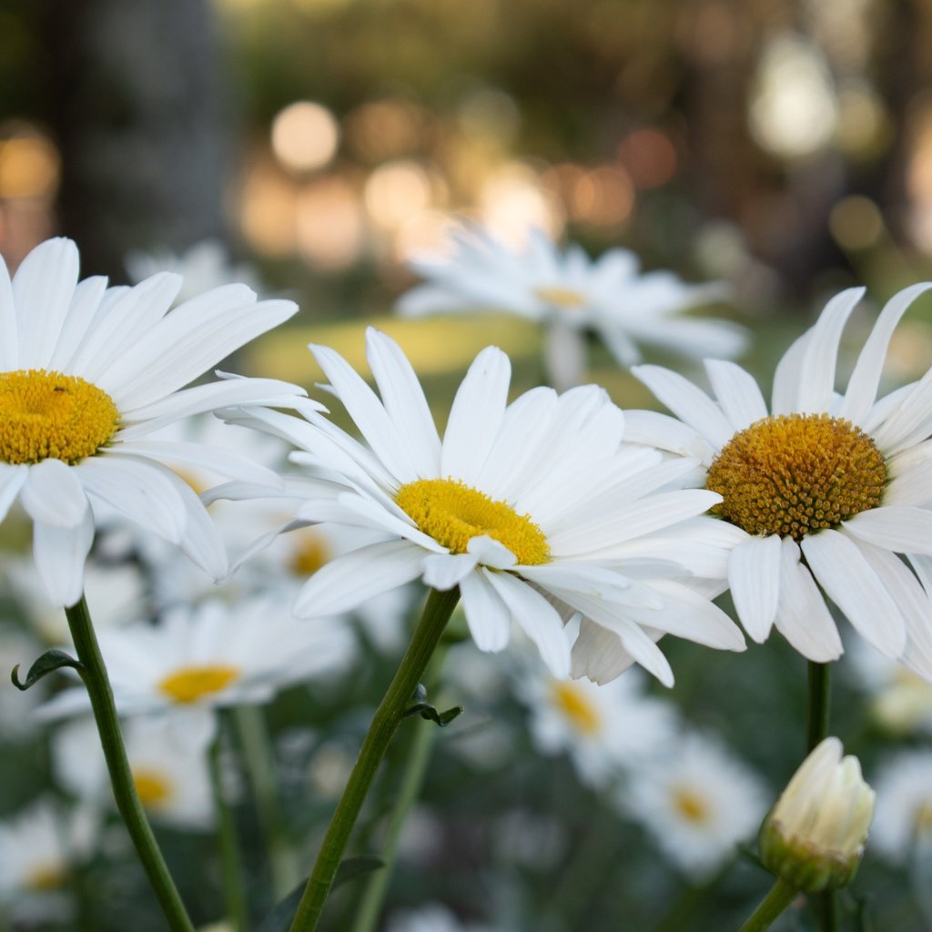 Обои цветы, ромашки, белые, клумба, боке, flowers, chamomile, white, flowerbed, bokeh разрешение 3600x2400 Загрузить