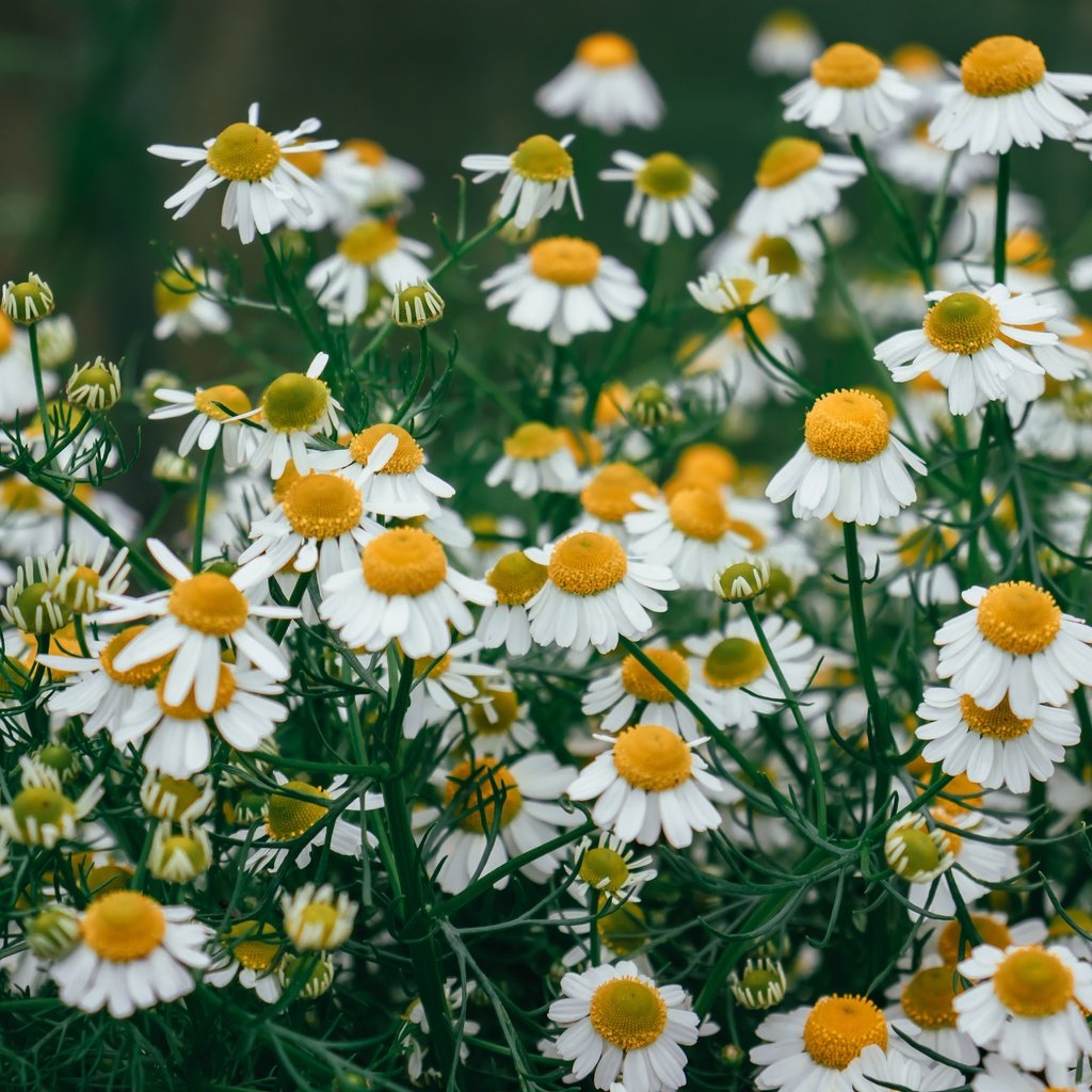 Обои цветы, ромашки, белые, много, полевые, боке, flowers, chamomile, white, a lot, field, bokeh разрешение 6000x4000 Загрузить