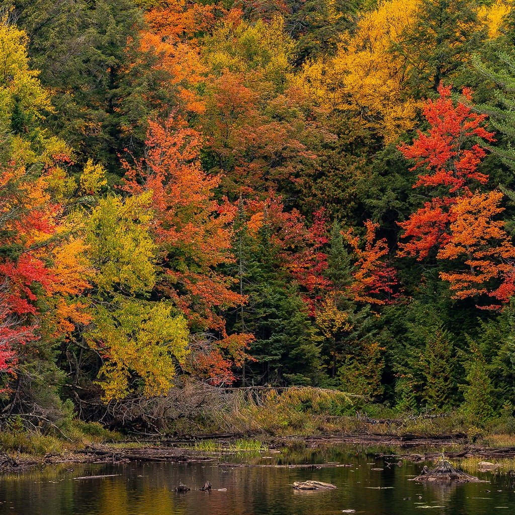 Обои деревья, лес, парк, осень, пруд, канада, онтарио, algonquin, algonquin park, trees, forest, park, autumn, pond, canada, ontario разрешение 2048x1365 Загрузить