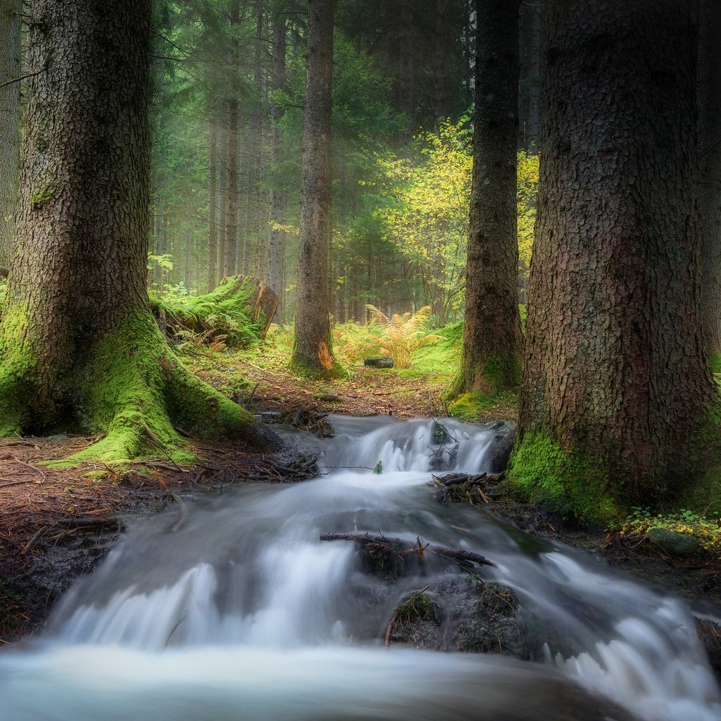 Обои деревья, лес, ручей, мох, trees, forest, stream, moss разрешение 2500x1563 Загрузить