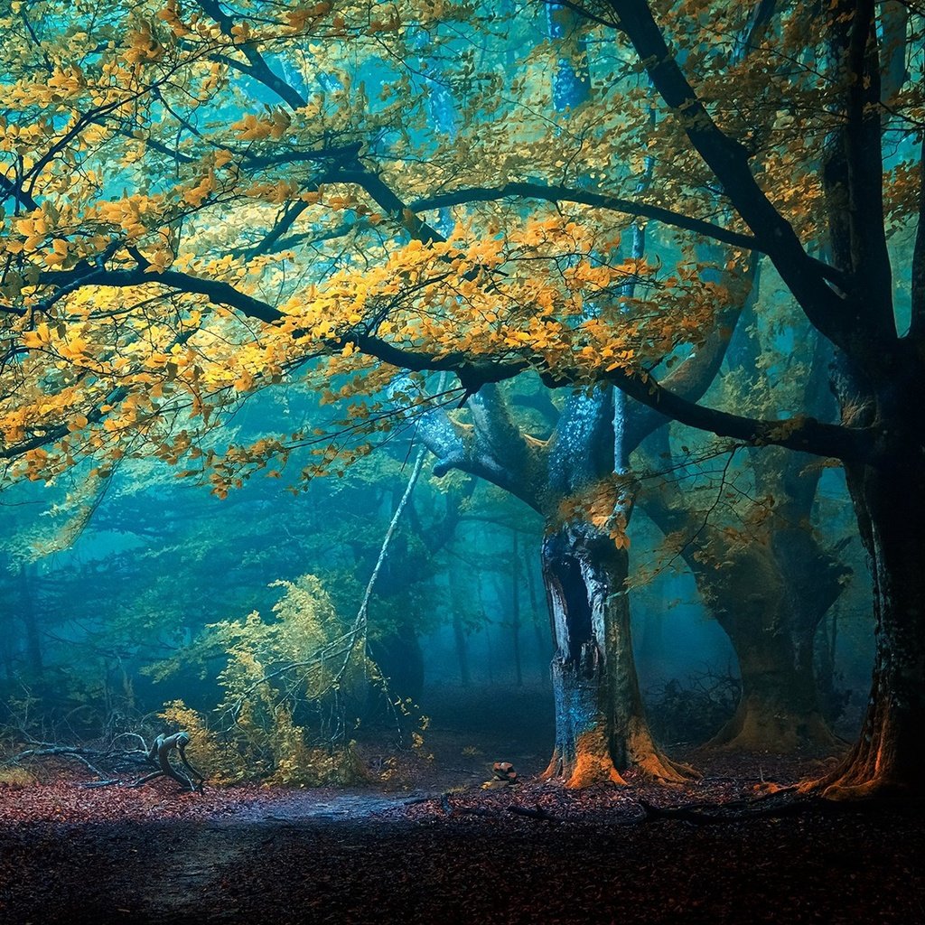 Обои деревья, лес, туман, осень, тропинка, trees, forest, fog, autumn, path разрешение 2048x1365 Загрузить