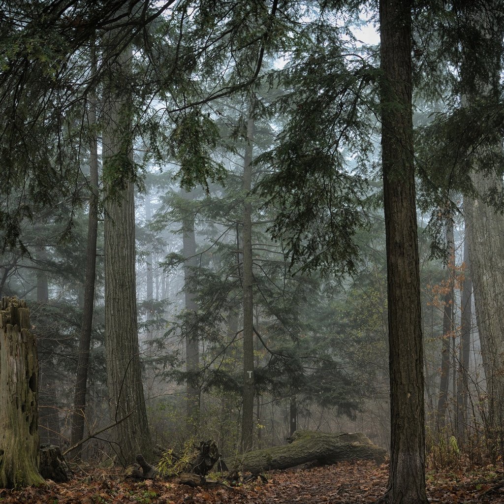 Обои деревья, природа, лес, листья, туман, trees, nature, forest, leaves, fog разрешение 1920x1200 Загрузить
