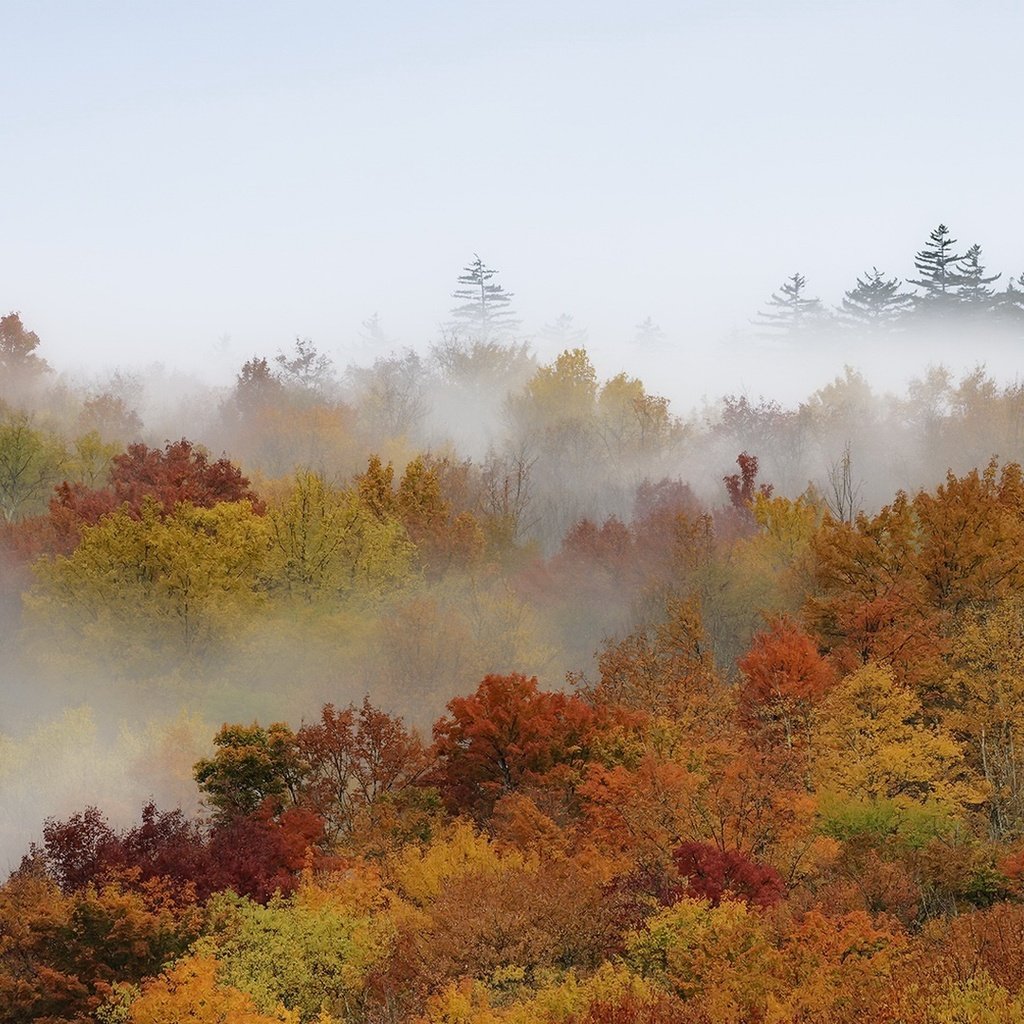 Обои деревья, лес, туман, осень, trees, forest, fog, autumn разрешение 2048x1080 Загрузить